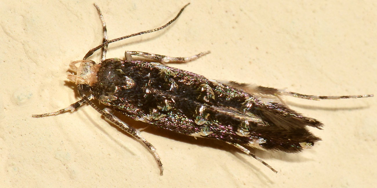 Cosmopterigidae? S, Eteobalea serratella